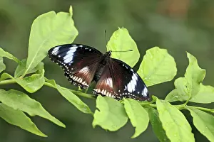 Danaid Eggfly - male resting on bush