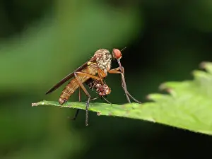 Dance: Dance Fly