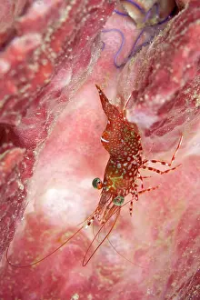 Cinetorhynchus: Dancing Shrimp