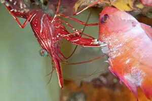 Anthias: Dancing Shrimp