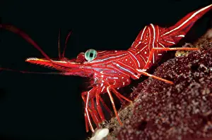 Antennae: Dancing Shrimp