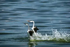 Dance: Dancing western grebes