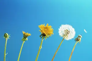 Progression: Dandelion