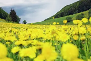 Blissful: Dandelion