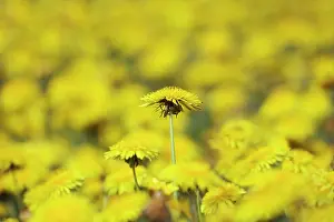 Leadership: Dandelion