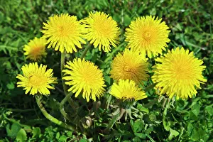 Cheery: Dandelion