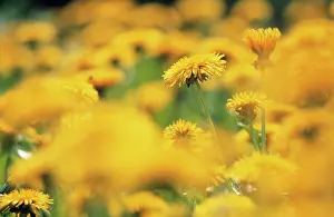Taraxacum: Dandelion
