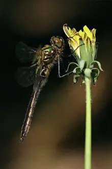 Officinale: Dandelion