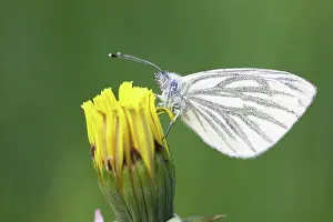 Officinale: Dandelion