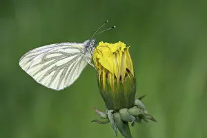 Officinale: Dandelion