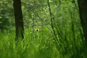 Officinale: Dandelion