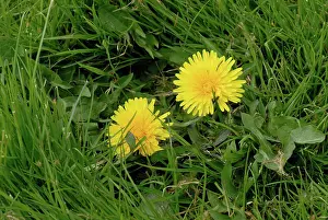 Weed: Dandelion
