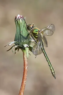 Emerald: Dandelion