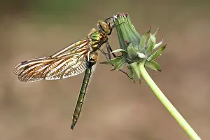 Emerald: Dandelion