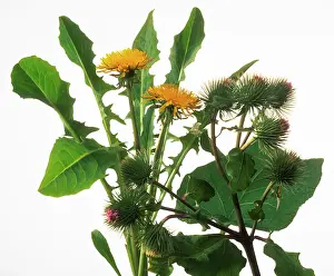 Arctium: Dandelion & Burdock