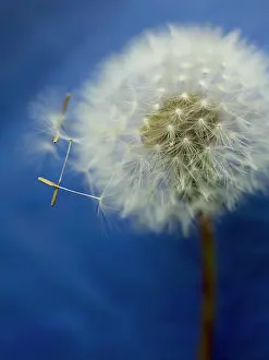 Condolence: Dandelion clock