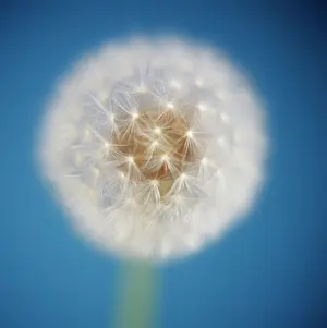 Feature Idea - Patterns In Nature: Dandelion clock