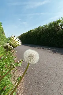 Destroy: Dandelion clock