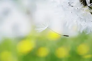 Independence: Dandelion clock