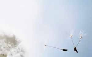 Independence: Dandelion clock