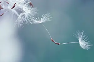 Combined: Dandelion clock