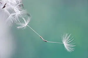 Combined: Dandelion clock