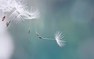 Combined: Dandelion clock