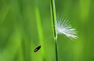 Strengthen: Dandelion clock