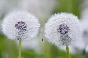 Combined: Dandelion clock