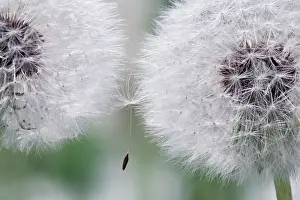 Combined: Dandelion clock