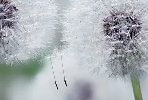 Combined: Dandelion clock