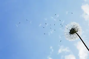 Independence: Dandelion clock