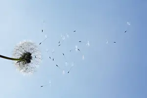 Independence: Dandelion clock