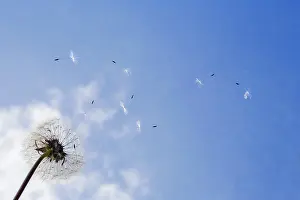 Independence: Dandelion clock