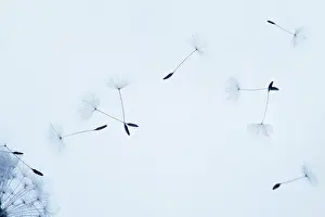 Weak: Dandelion clock