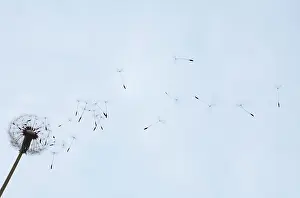 Independence: Dandelion clock