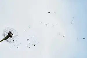Independence: Dandelion clock