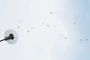 Independence: Dandelion clock
