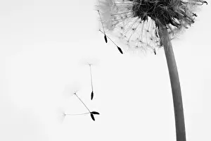 Independence: Dandelion clock