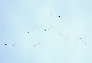 Weak: Dandelion clock