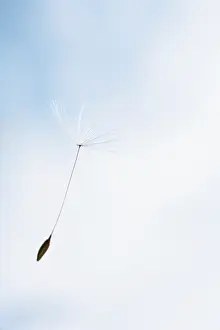 Weak: Dandelion clock