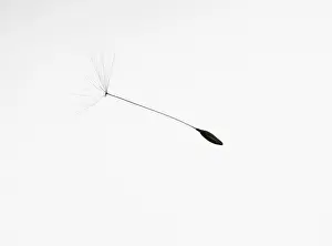 Weak: Dandelion clock