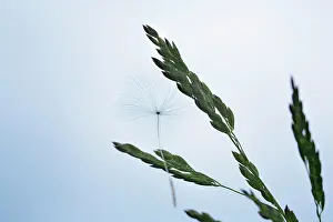 Weak: Dandelion clock