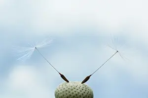 Weak: Dandelion clock