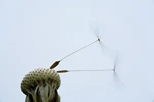Zermatt: Dandelion clock