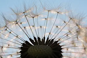 Combined: Dandelion clock