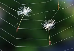 Nurturing: Dandelion clock