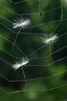 Strengthen: Dandelion clock