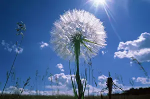 Inspiring: Dandelion clock