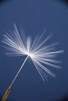 Inspiring: Dandelion clock